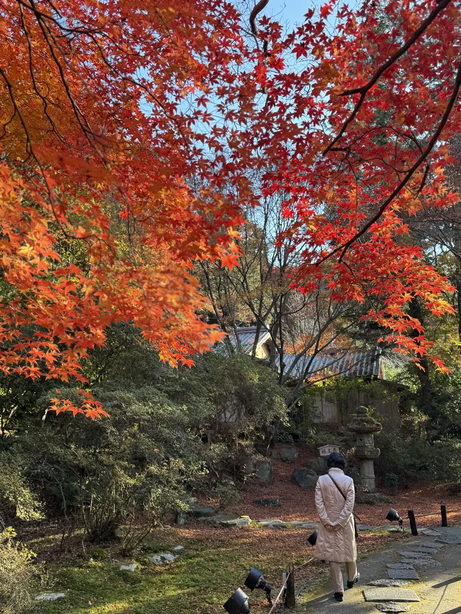 Bright red maple leaves over the path of a Japanese temple garden in Kyoto, with a single visitor walking below